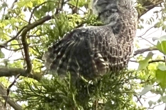 ImageOfTheMonth-2022-11-ScreechOwl_SuzanneF