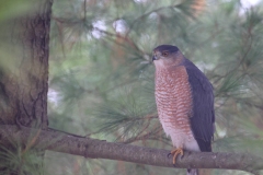 ImageOfTheMonth-2022-12-CoopersHawk_DouglasF