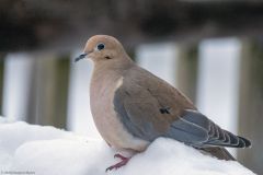 ImageOfTheMonth-2023-01-MourningDove_DwayneM