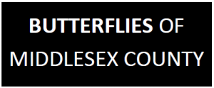Butterfly_chklist_header