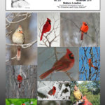 nov2014cover