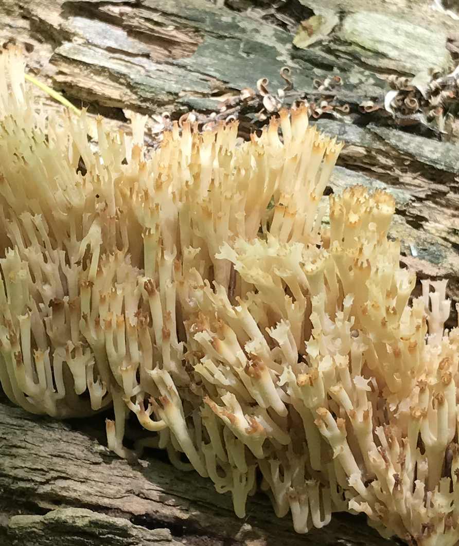 fungi_walk