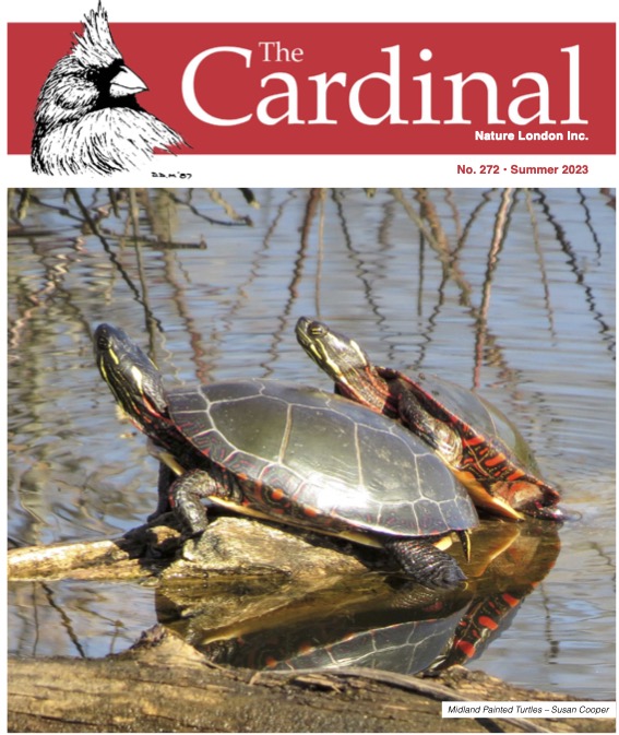 Cover of The Cardinal Summer 2023